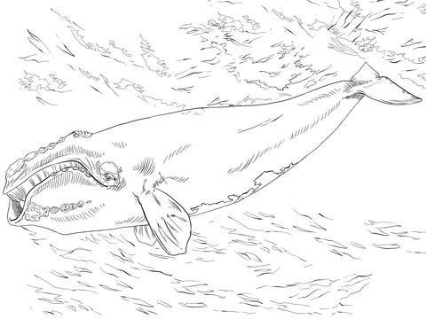 North Atlantic Right Whale Coloring Page